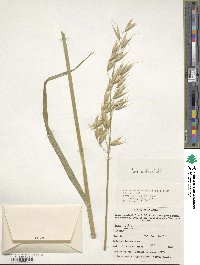 Avena sativa image