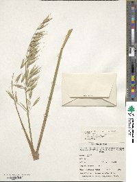 Avena sativa image