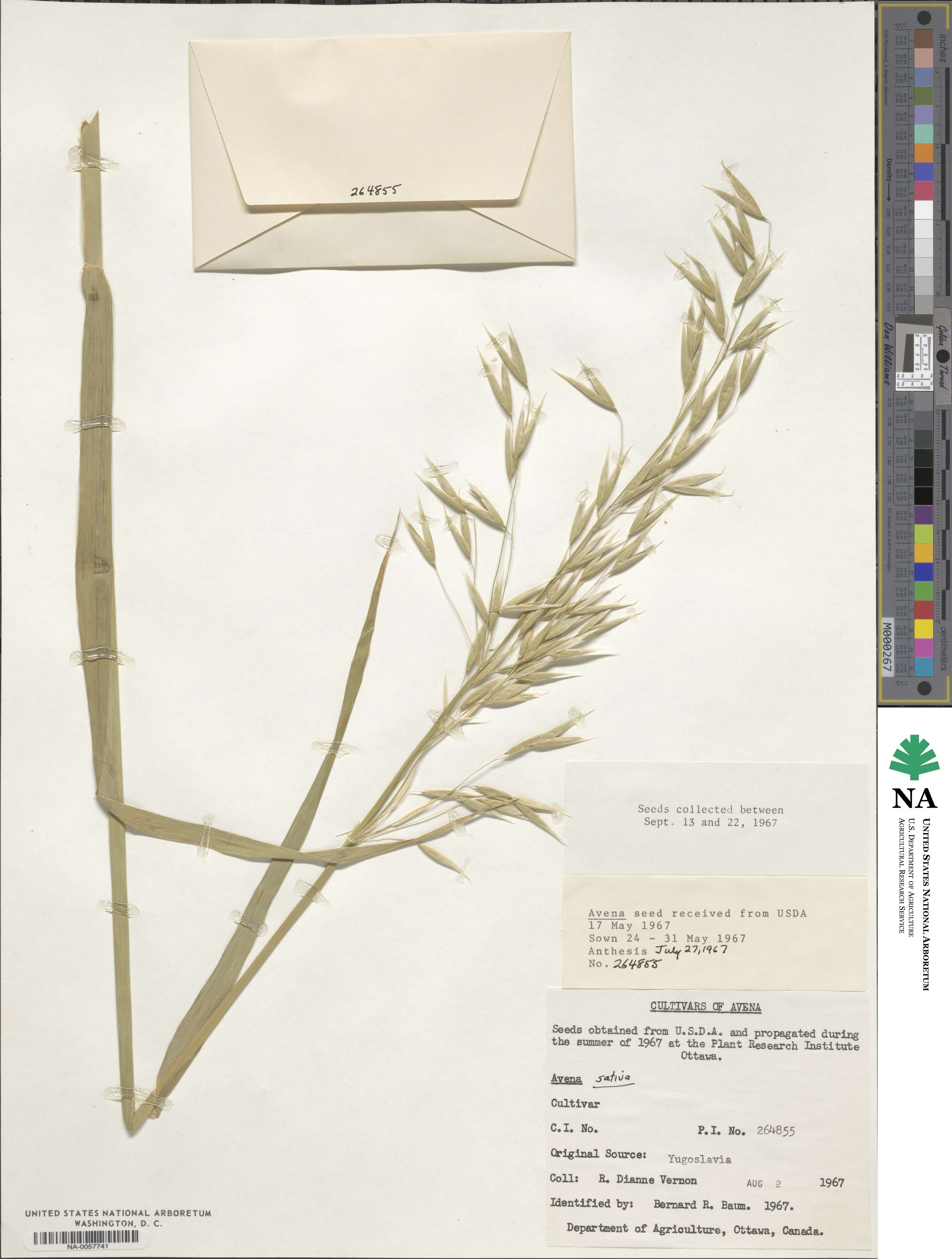 Avena sativa image