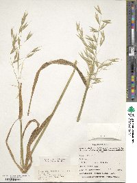 Avena sativa image