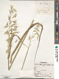 Avena sativa image