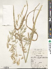 Avena sativa image