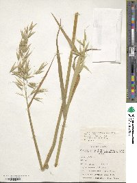 Avena sativa image