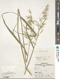 Avena sativa image