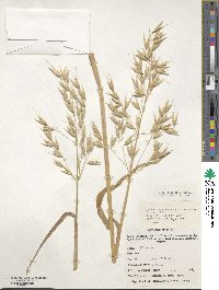 Avena sativa image