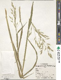 Avena sativa image