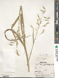 Avena sativa image
