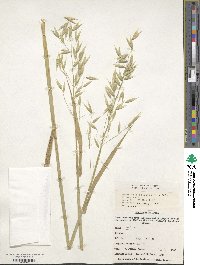 Avena sativa image