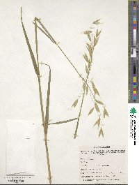 Avena sativa image