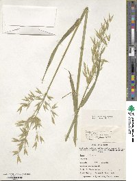 Avena sativa image