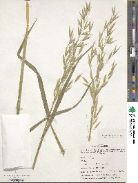 Avena sativa image