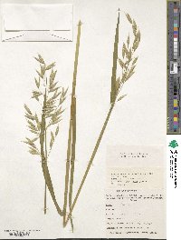 Avena sativa image