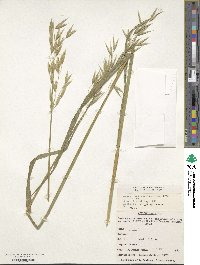 Avena sativa image