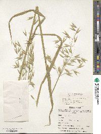 Avena sativa image