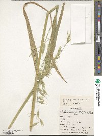 Avena sativa image