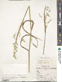 Avena sativa image