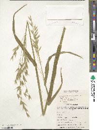 Avena sativa image