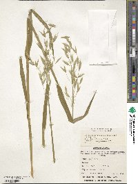 Avena sativa image