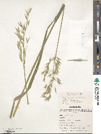 Avena sativa image