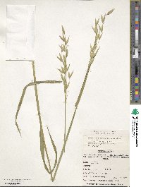 Avena sativa image