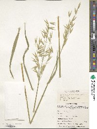 Avena sativa image