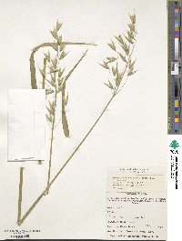 Avena sativa image