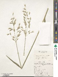 Avena sativa image