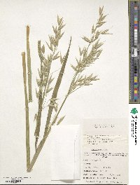 Avena sativa image