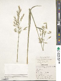 Avena sativa image