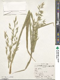 Avena sativa image