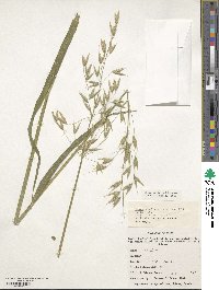 Avena sativa image