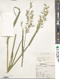 Avena sativa image