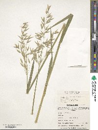 Avena sativa image