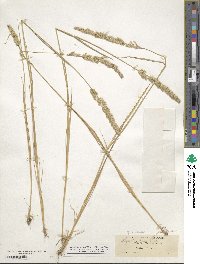 Agrostis exarata image