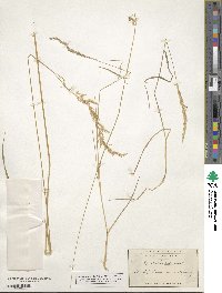 Agrostis exarata image