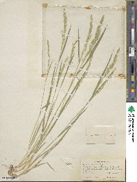 Agrostis exarata image