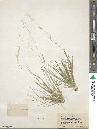 Agrostis exarata image