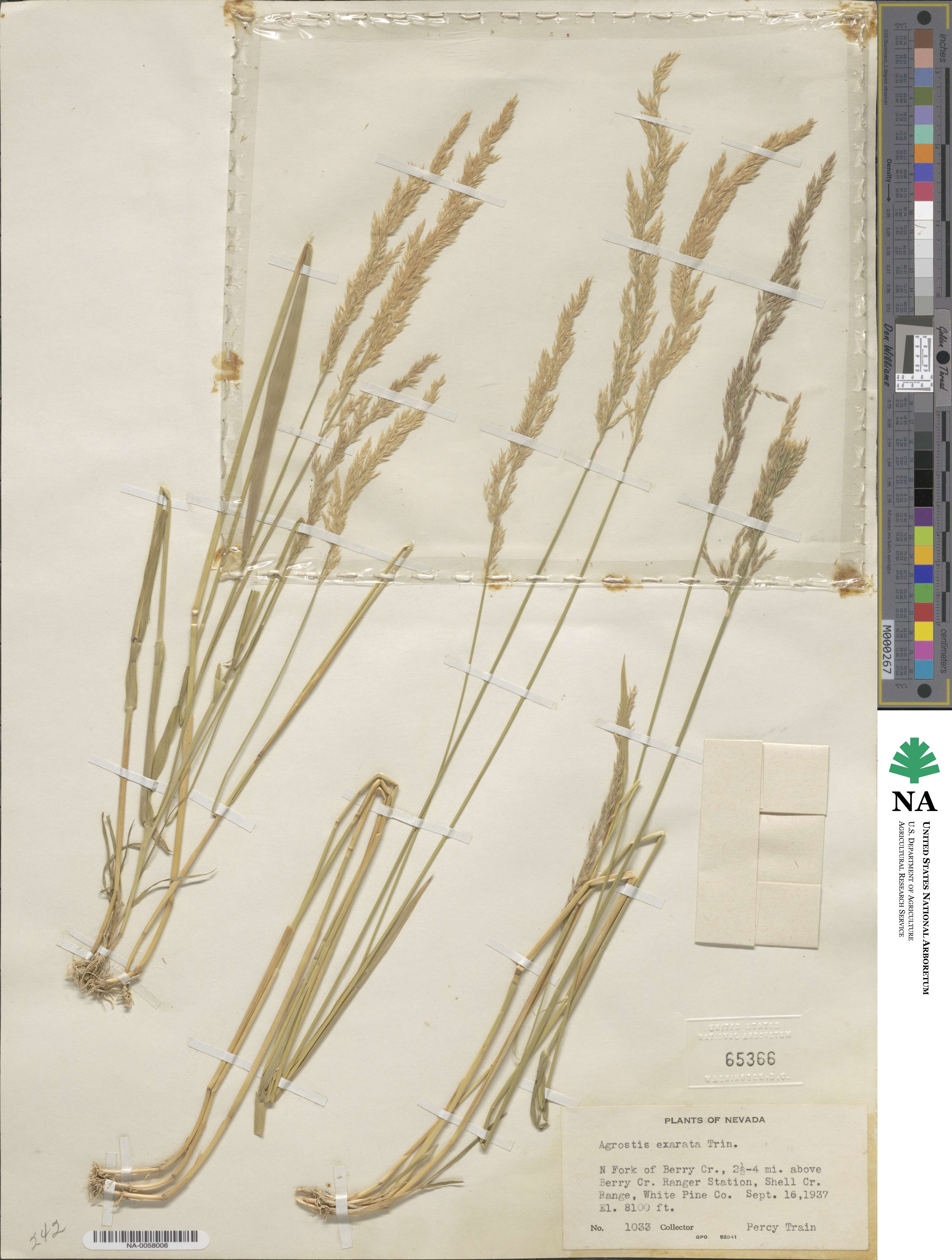 Agrostis exarata image