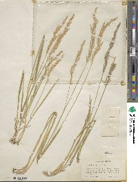 Agrostis exarata image