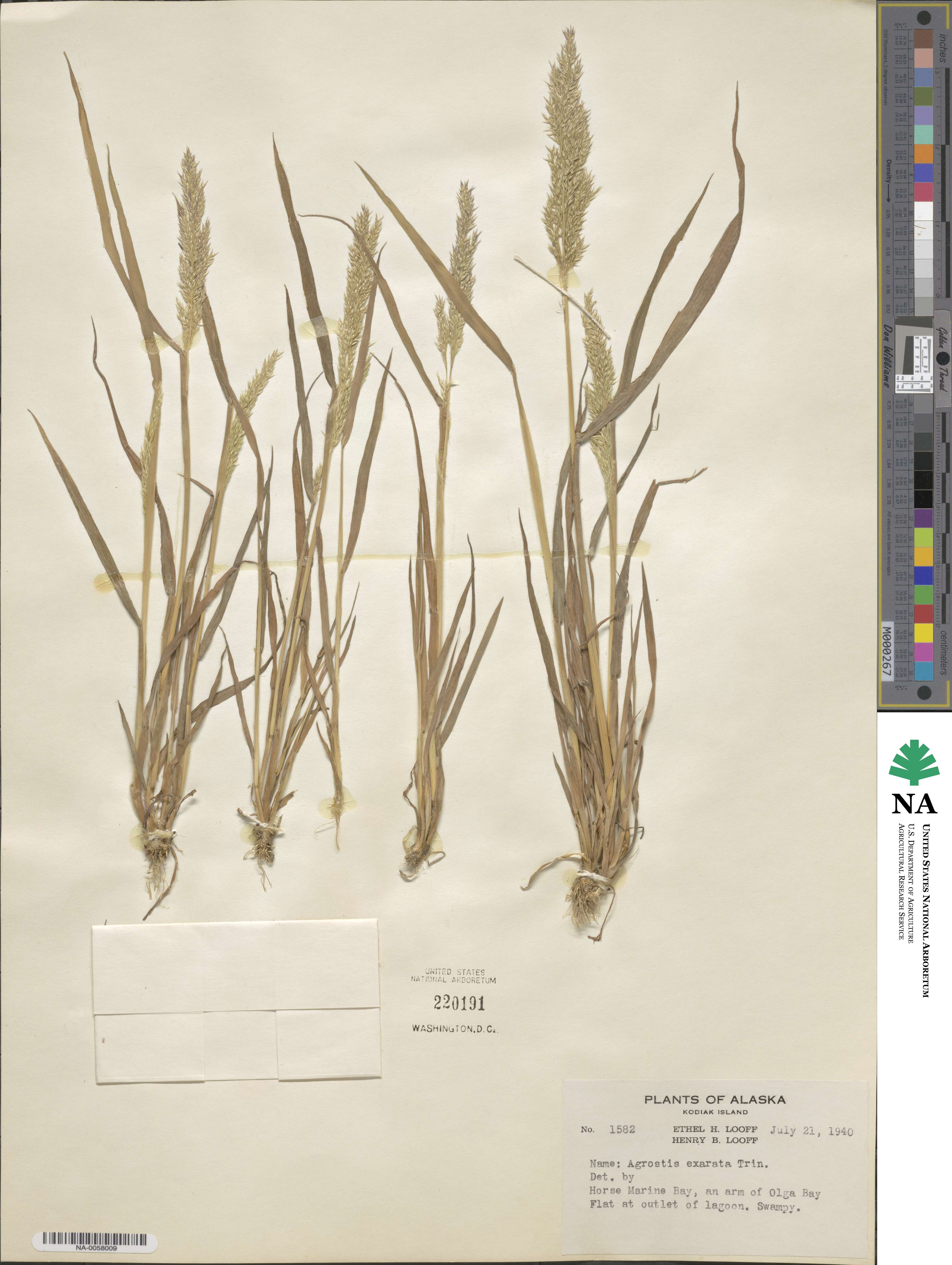 Agrostis exarata image