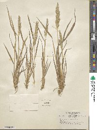 Agrostis exarata image