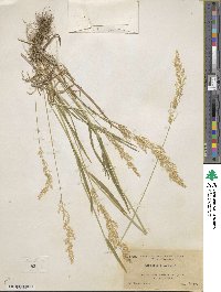 Agrostis exarata image