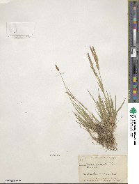 Agrostis exarata image