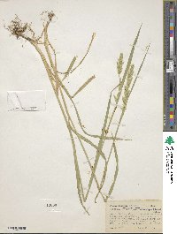 Agrostis exarata image