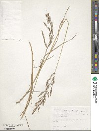 Agrostis gigantea image