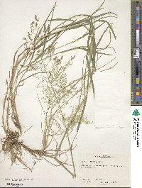 Agrostis gigantea image