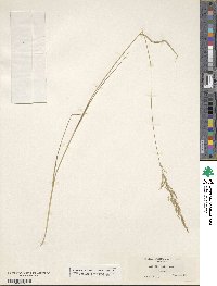 Image of Agrostis hallii