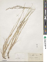 Agrostis hallii image