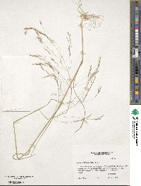 Agrostis hyemalis image