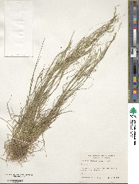 Agrostis hyemalis image